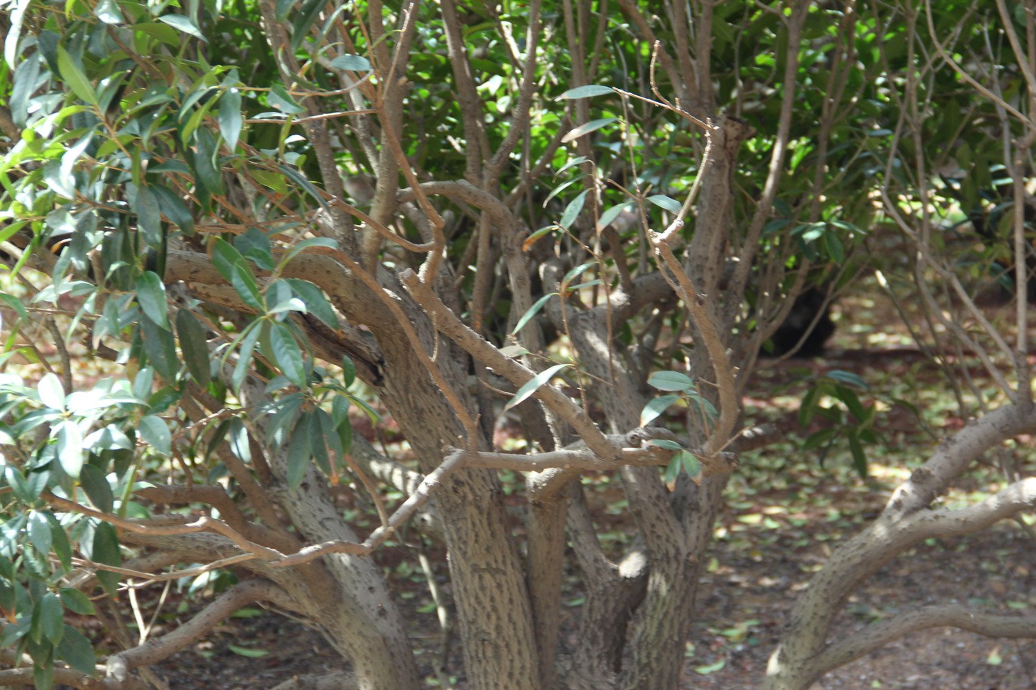 桂花的作用是什么？