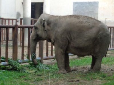 泰国一名游客喂大象时被卷起暴摔，目前游客的情况如何了？