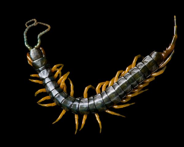 哪些中药材与动物有关