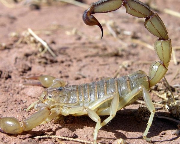 哪些中药材与动物有关