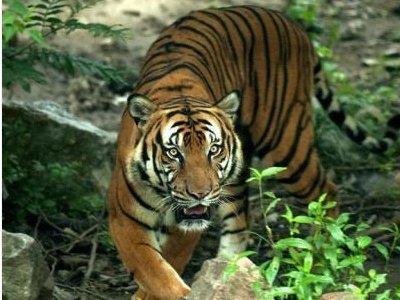 濒临灭绝的野生动物