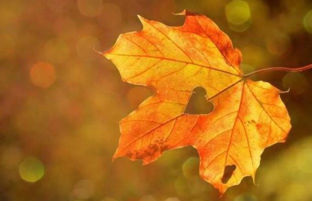 小学四年级上册第三单元的日积月累是什么？