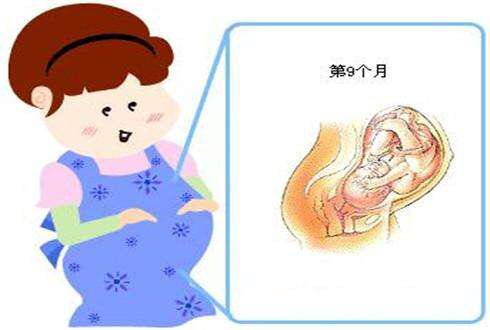 孕晚期28周后，胎儿一周能长多大？