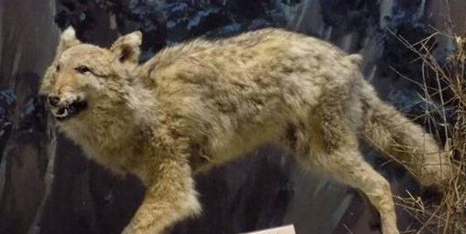 狼的品种十大排名