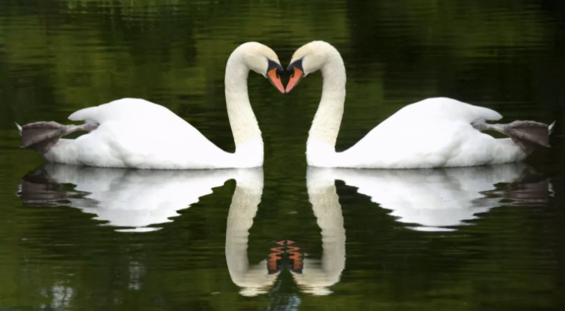 在自然界中，都有哪些动物是一夫一妻制的?