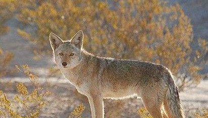 狼的品种十大排名