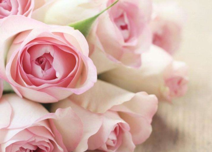 11朵粉玫瑰代表什么意思?