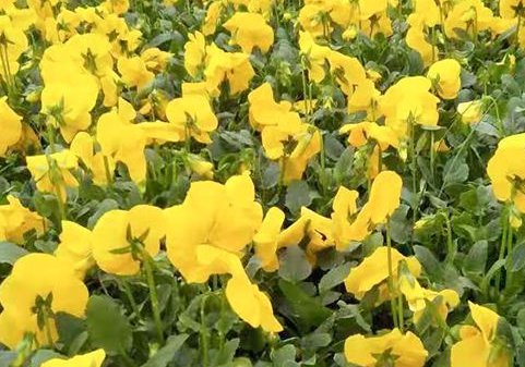 三色堇花语是什么 ？