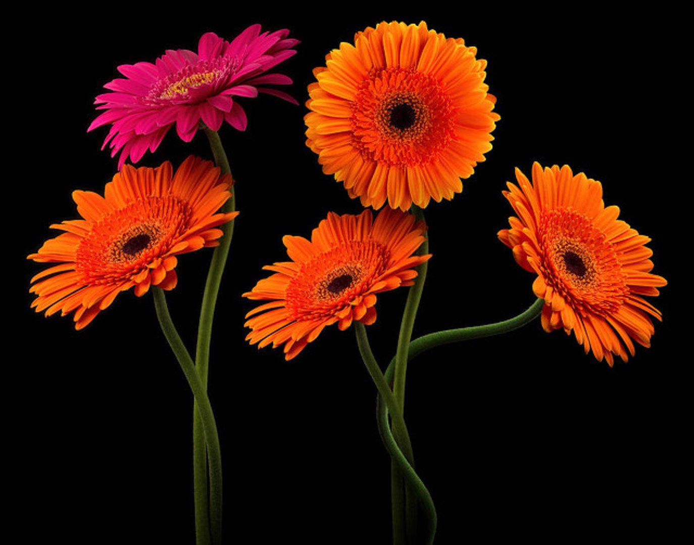 扶郎花是什么花，扶郎花花语大全