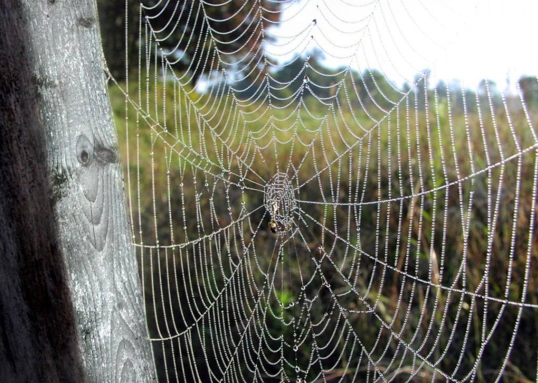 蛛组词有哪些词语