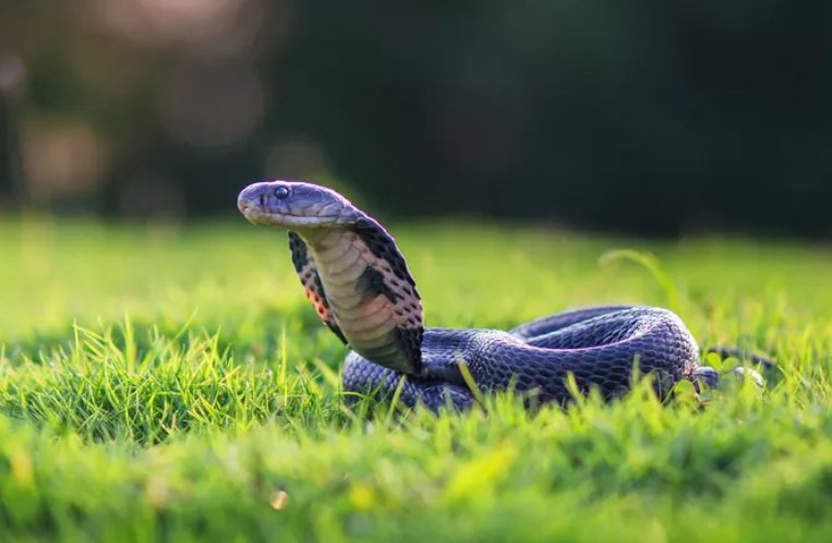 1953年属什么生肖