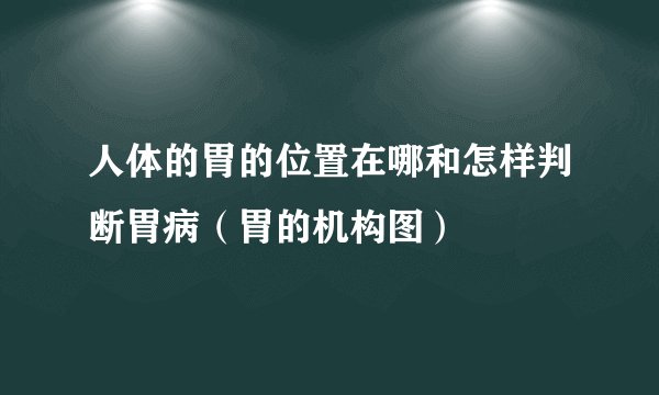 人体的胃的位置在哪和怎样判断胃病（胃的机构图）