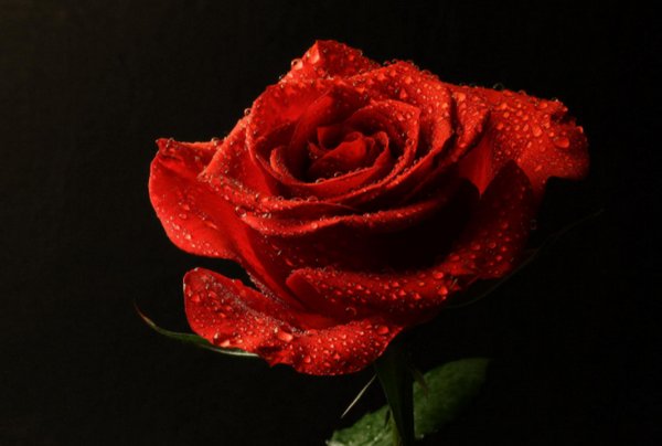 玫瑰花多少钱一支