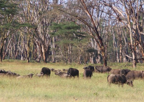 自然生态环境破坏的表现有哪些