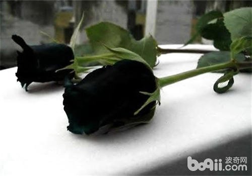 黑玫瑰花语是什么?