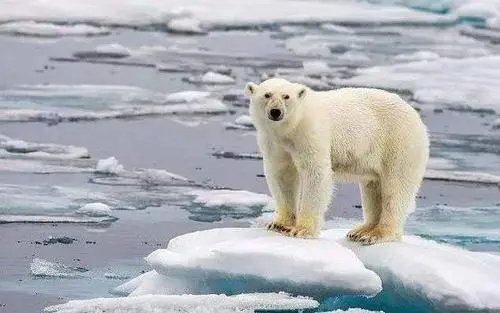 全球气候变暖的影响与危害有哪些？