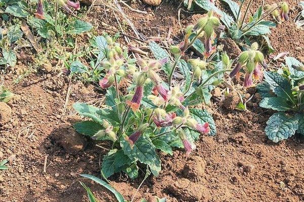 农村中常见的“蜜罐子”，是地黄草？