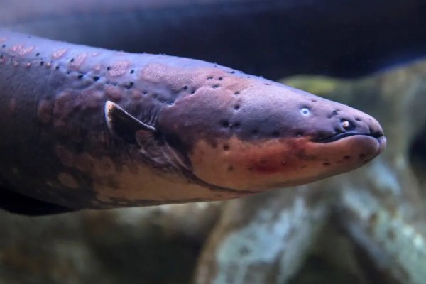 海里的电鳗是如何发电的？为什么不会把自己电死？