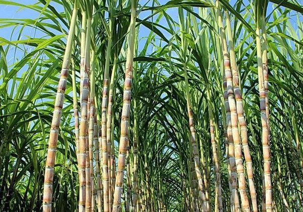 甘蔗产地主要在哪个省?