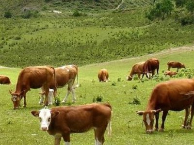 谁知道小牛血清去蛋白的作用