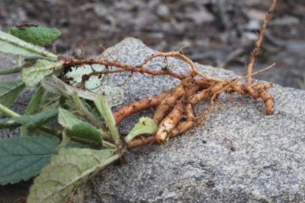 农村中常见的“蜜罐子”，是地黄草？