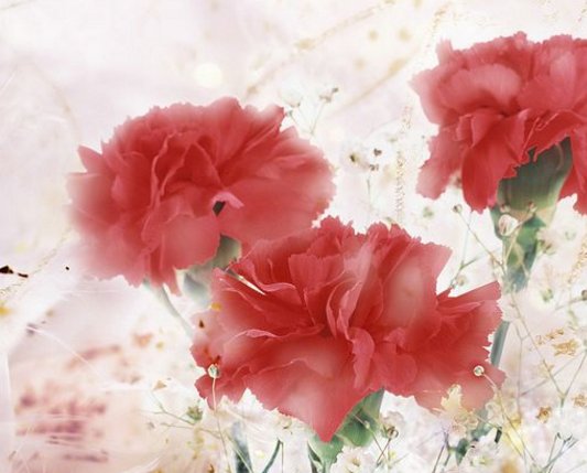 红色康乃馨的花语是什么？