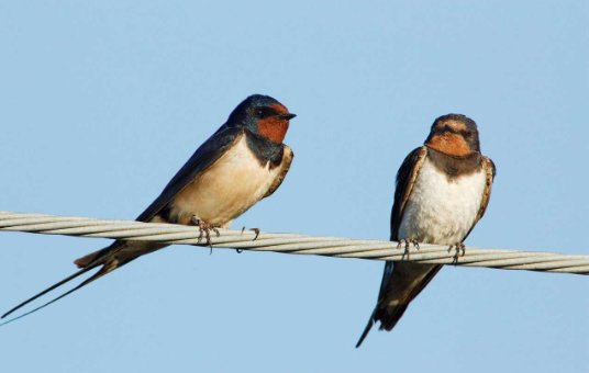 关于燕子的诗句有哪些？