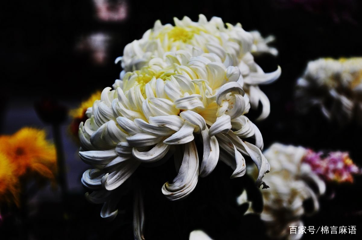 菊花的外形特点