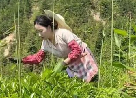 《乡愁》沈丹的真实身份是什么？