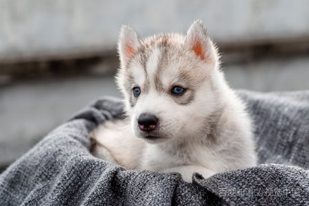 狗狗可以吃骨头吗?