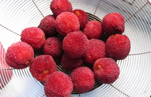 制作杨梅酒步骤