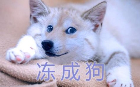 冻成狗什么意思？