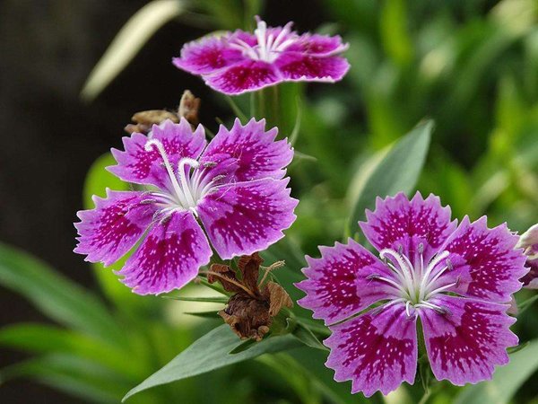 石竹花花语是什么