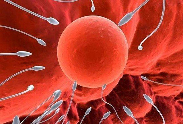 卵子存活时间大概是多久呢？