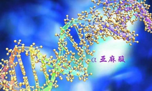 A-亚麻酸是什么？有什么作用？