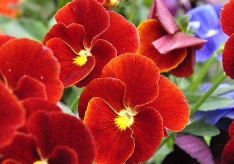 三色堇花语是什么 ？