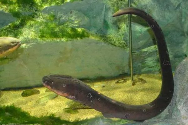 海里的电鳗是如何发电的？为什么不会把自己电死？