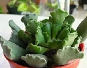 肉质植物都有哪些?