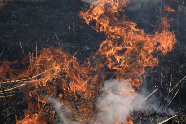 星火燎原什么意思