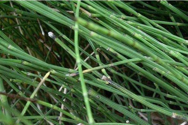 笔管草的药用价值