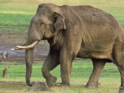 濒临灭绝的野生动物