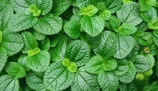 薄荷叶可以吃吗?