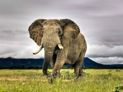 泰国一名游客喂大象时被卷起暴摔，目前游客的情况如何了？