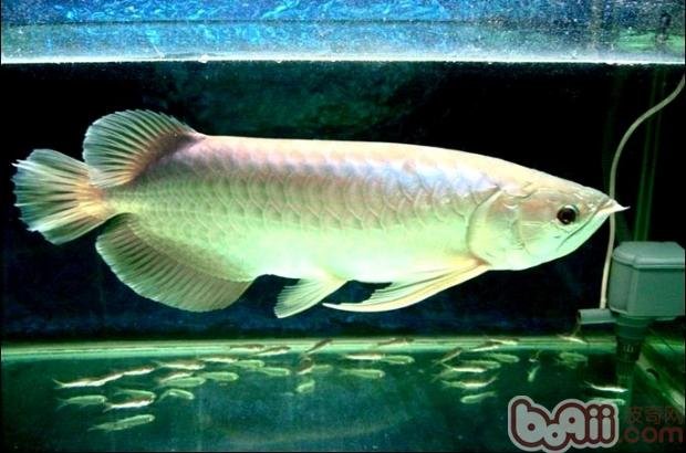 银龙鱼和什么鱼能混养