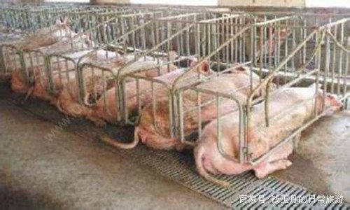 养猪吃什么最省钱？