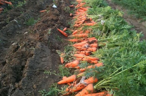 谜语红公鸡绿尾巴一头钻到地底下