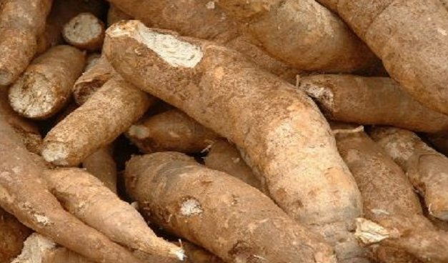 木薯怎么煮才没有毒?