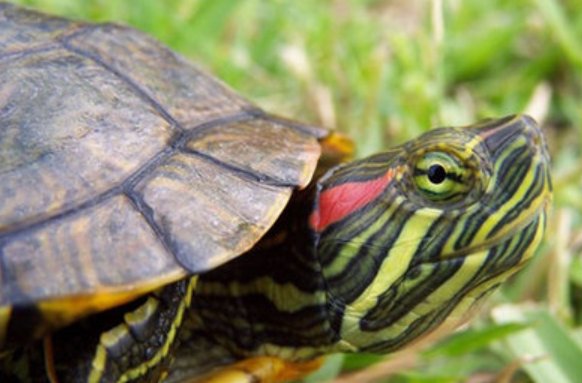 巴西龟得白眼病了怎么办？