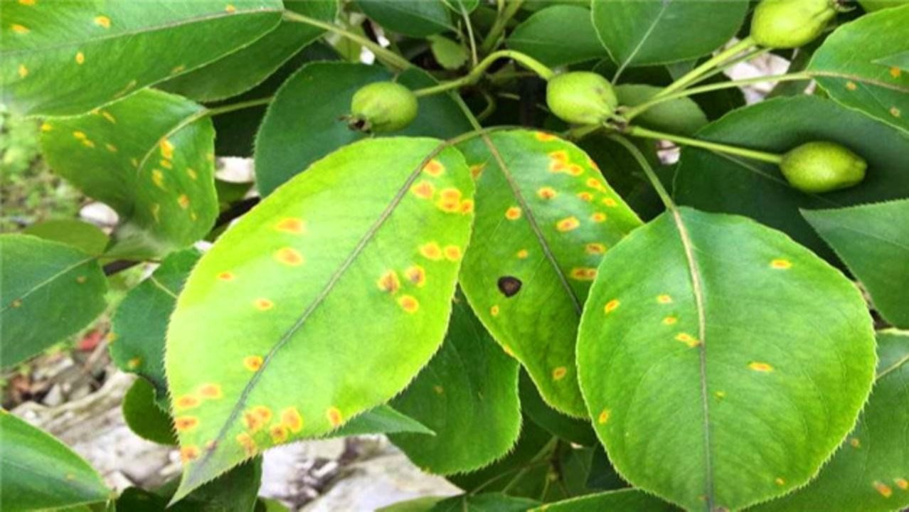 梨树锈病用什么药效果最好