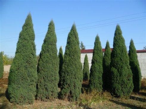 河南桧柏和北京桧柏有什么区别？